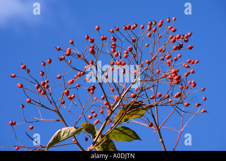 Rote Hagebutten gegen strahlend blauen Himmel, Kent, England Stockfoto