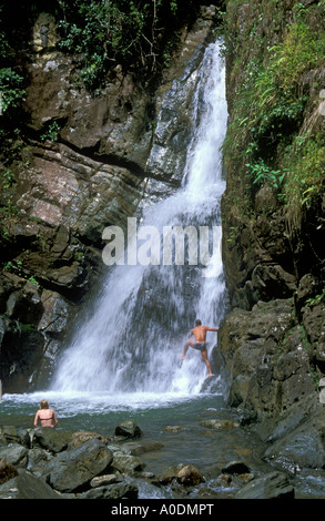 La fällt Mina im El Yunque Regenwald Caribbean National Forest Puerto Rico Stockfoto