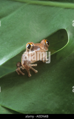 Laubfrosch durch Blatt Loch suchen Stockfoto