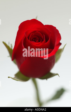 Einzelne rote Rosenknospe auf weißem Hintergrund Stockfoto