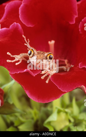 Laubfrosch, die auf der Suche von Blume Stockfoto