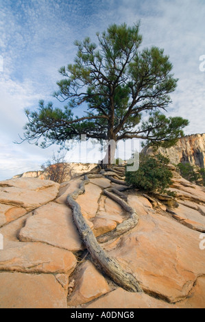 Lone Pine entwachsen Felsformation, Zion Nationalpark, Utah Stockfoto