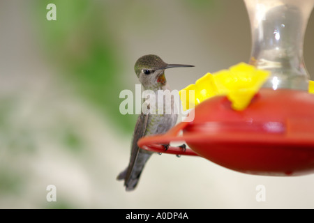 weibliche Annas Kolibris Calypte Anna thront am feeder Stockfoto