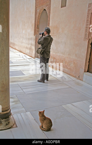 Red cat beobachten Fotografen nehmen Foto im Courtyard Alhambra Myrtle Gericht Granada Andalusien Andalusien Spanien Stockfoto