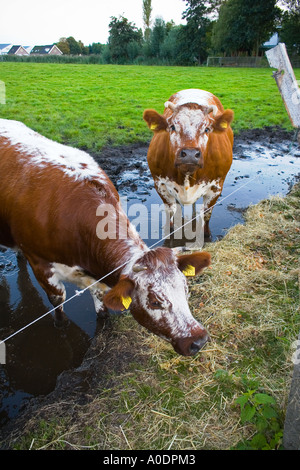 Weidende Kühe, Niederlande Stockfoto