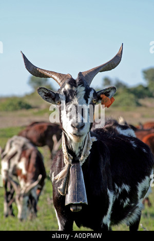 Porträt eines Widders schwarze und weiße Ziege Algarve Portugal Stockfoto