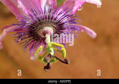 Granadilla Blüte Algarve Portugal Stockfoto