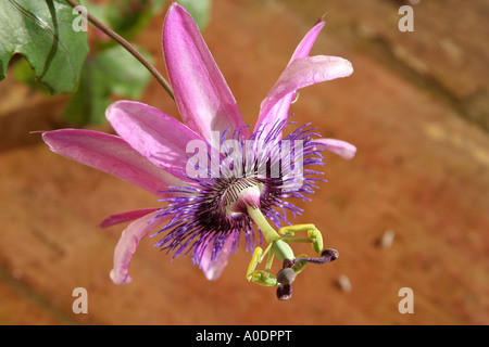 Granadilla Blüte Algarve Portugal Stockfoto