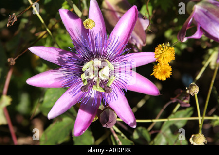 Granadilla Blüte Algarve Portugal Stockfoto