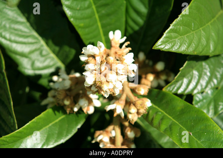 Loquat Blüten auf dem Baum Algarve Portugal Stockfoto