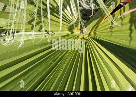 Blatt von einem Zwerg Fächerpalme Algarve Portugal Stockfoto