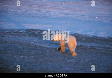 Wapusk National Park Hudson Bay Cape Churchill Manitoba Kanada Eisbär auf Eis Tundra bei Sonnenuntergang Stockfoto