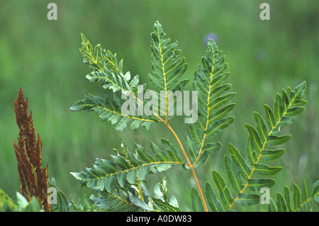 Königsfarn Osmunda regalis Stockfoto
