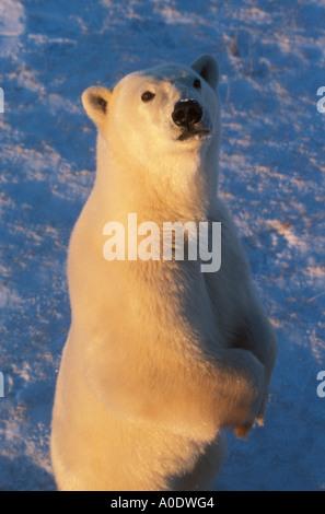 Wapusk National Park Hudson Bay Cape Churchill Manitoba Kanada Nordamerika Polarkreis Eisbär stehend Hinterbeine Sonnenuntergang Stockfoto