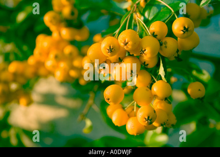 Zwergmispel, (Hybridus pendelnden), immergrüner Strauch mit gelben Beeren im Herbst Stockfoto