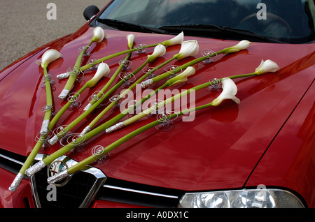 Weiße Blüten, die auf der roten Motorhaube fixiert Stockfoto