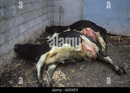 Kühe geschlachtet am Bauernhof in Gloucestershire, England wegen Verdacht auf Bovine spongiforme Enzephalopathie, BSE Stockfoto