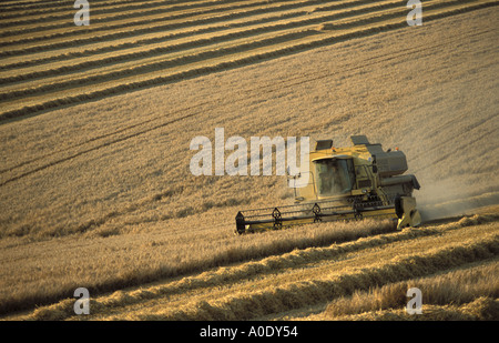 Mähdrescher bei der Arbeit in großen Landwirtschaft Feld in der Nähe von bloßen Wiltshire Stockfoto