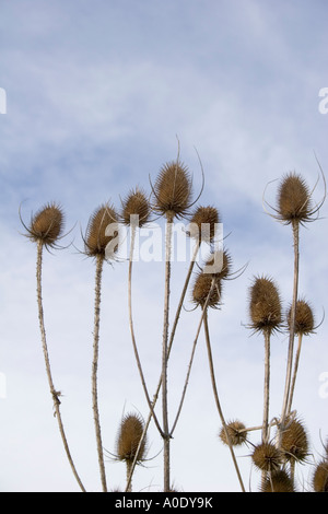 TEASLES GEGEN EINEN BLAUEN UND BEWÖLKTEN HIMMEL Stockfoto