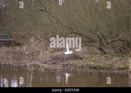 SCHWAN SITZT AUF SEINEM NEST VON SCHILF UND GRÄSERN EIN DAMM MIT BÄUMEN HINTER Stockfoto