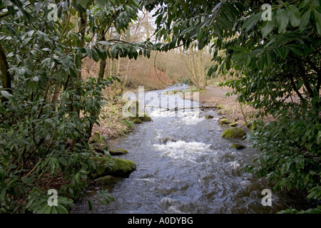 STREAM-FLUSS, DER DURCH DEN WALD Stockfoto