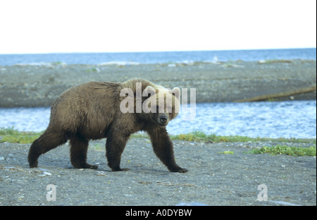 Brown Bear Grizzly Ursus Arctos zu Fuß über den Strand in Hallo Bay Katmai Alaska USA mit Blickkontakt Stockfoto