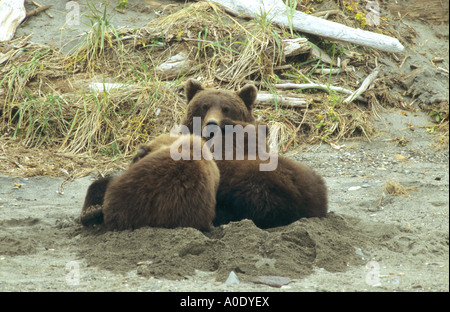 Brown Bear Grizzly Ursus Arctos Spanferkel zwei Jungtiere in einem Tagesbett im Sand Hallo Bay in Alaska Katmai USA Stockfoto