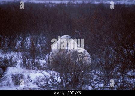 Wapusk National Park Hudson Bay Cape Churchill Manitoba Kanada Nordamerika Polarkreis zwei junge männliche Eisbären sparring Stockfoto