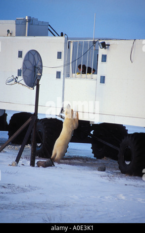 In der Nähe von Wapusk National Park Hudson Bay Gordon Point Manitoba Kanada Nordamerika Polarkreis Tundra Buggy Lodge Eisbär Stockfoto