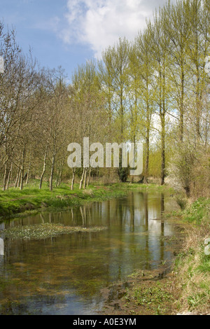 Zeitigen Frühjahr Szene, am Flussufer Baumreihe Stockfoto