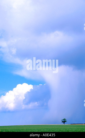 einzigen Baum am Horizont in den Schatten gestellt durch die Wolken und Himmel Coltishall Norfolk uk Stockfoto