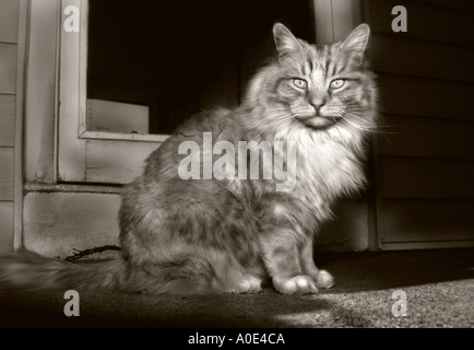 Hauskatze in Tür Stockfoto