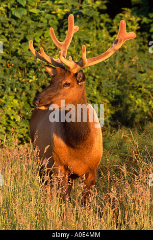 Eine einzige Futtersuche Erwachsenen Roosevelt Elk Stier (Cervus Elaphus Roosevelti) mit Geweih in samt während des Sonnenuntergangs Stockfoto