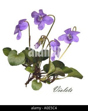 Veilchen, Viola Odorata, Violaceae Stockfoto