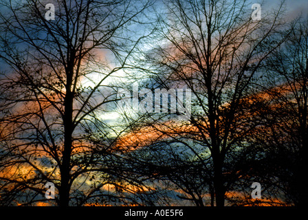 Bäume bei Sonnenuntergang, die die Äste vor einem farbenfrohen Abendhimmel zeigen Stockfoto