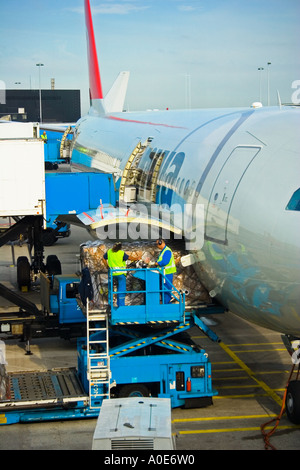 Ladung der Verladung in Flugzeug, Flughafen Schiphol, Niederlande Stockfoto