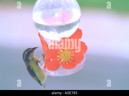 Bananaquit Vogel-Trinkwasser Stockfoto