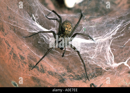 Haus Spinne Tegenaria sp weiblich Stockfoto