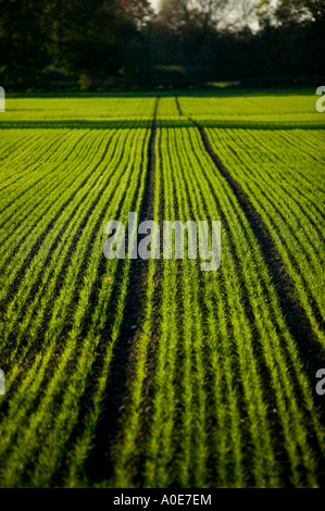 Neu gepflanzten Winterweizen bei Sonnenuntergang mit Track über Feld in Cheshire Ackerland Stockfoto