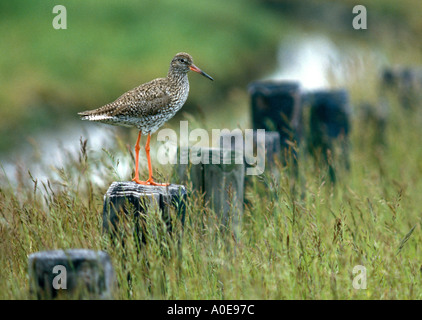 Rotschenkel im Frühjahr auf einer Wiese in Holland Stockfoto