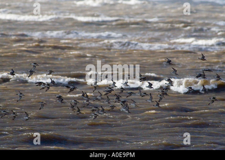 Sanderling Herde - Calidris alba Stockfoto