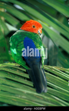 Kingsize-Papagei (Alisterus Scapularis), Vogelwelt, Ballarat, Victoria, VIC, Australien Stockfoto