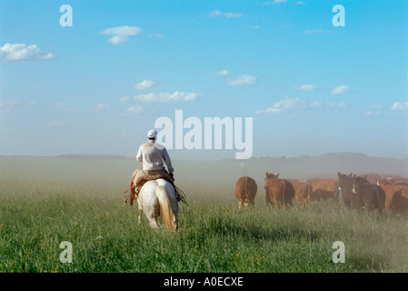 Ein Gaucho auf Reiten Aufrundung Rinder Pampas Argentinien Stockfoto