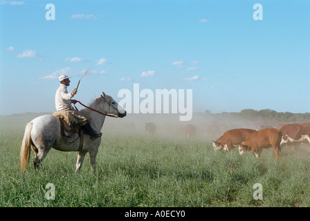 Ein Gaucho auf Reiten Aufrundung Vieh hüten Pampas Argentinien Stockfoto