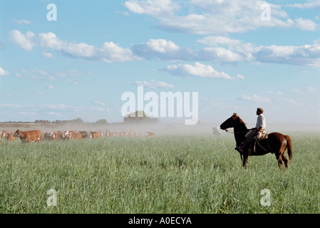 Ein Gaucho auf Reiten Aufrundung Rinder Pampas Argentinien Stockfoto