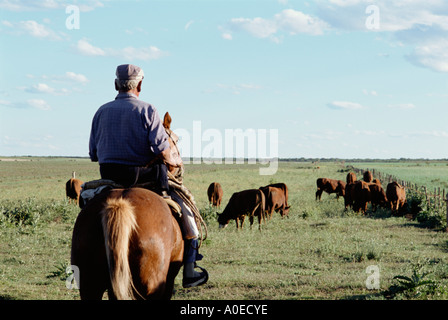 Heckansicht des Gaucho auf Reiten Aufrundung Rinder Pampa Argentinien Stockfoto