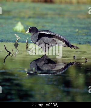 Blässhuhn (Fulica atra) Stretching, Surrey, Großbritannien Stockfoto