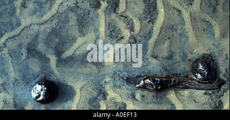 DETAIL DER EICHE AKAZIE BRONZE AGE POST HOLZ KREIS BEI HOLME ALS NÄCHSTES DIE SEA, NORFOLK, NORFOLK EAST ANGLIA Stockfoto