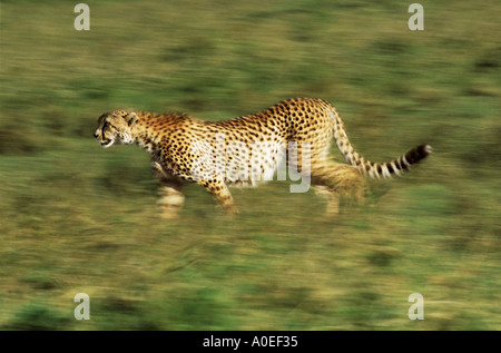 Gepard stalking Masai Mara Kenia Stockfoto