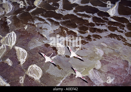 Flamingos fliegen über Soda See Lake Magadi Kenia Stockfoto